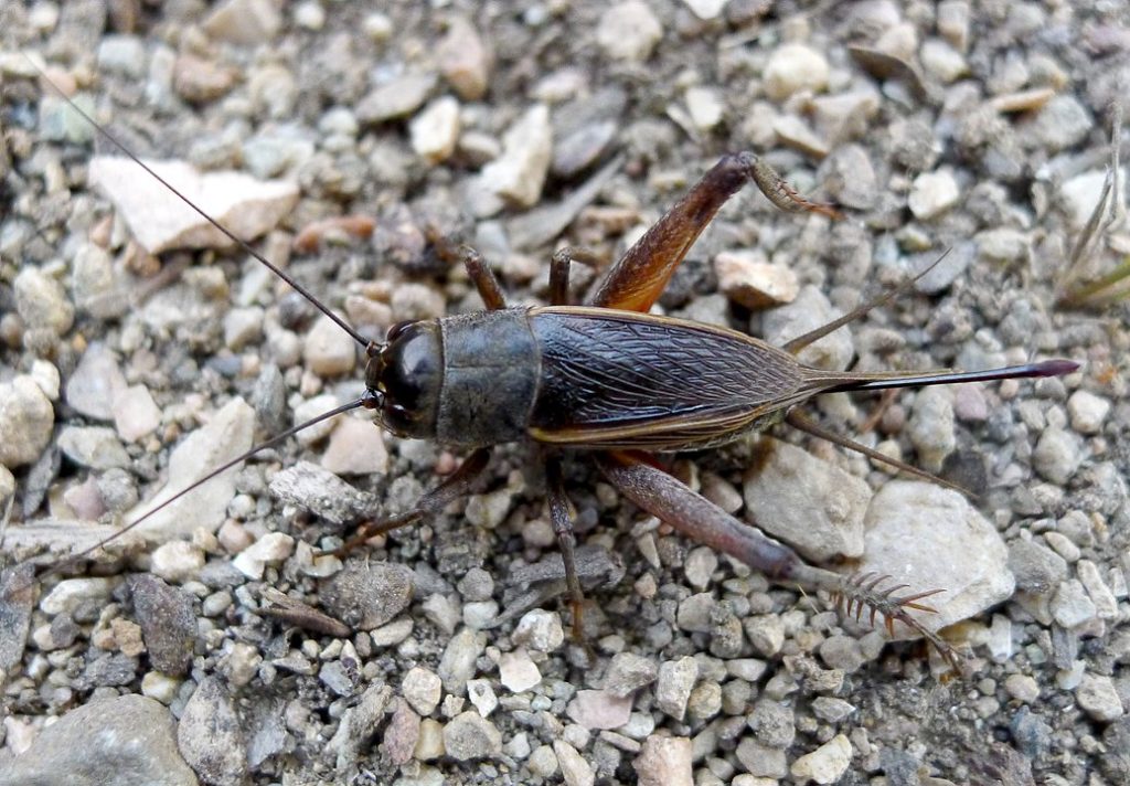 Field Cricket