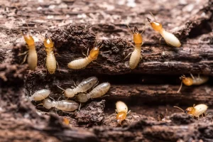 termite workers and soldiers