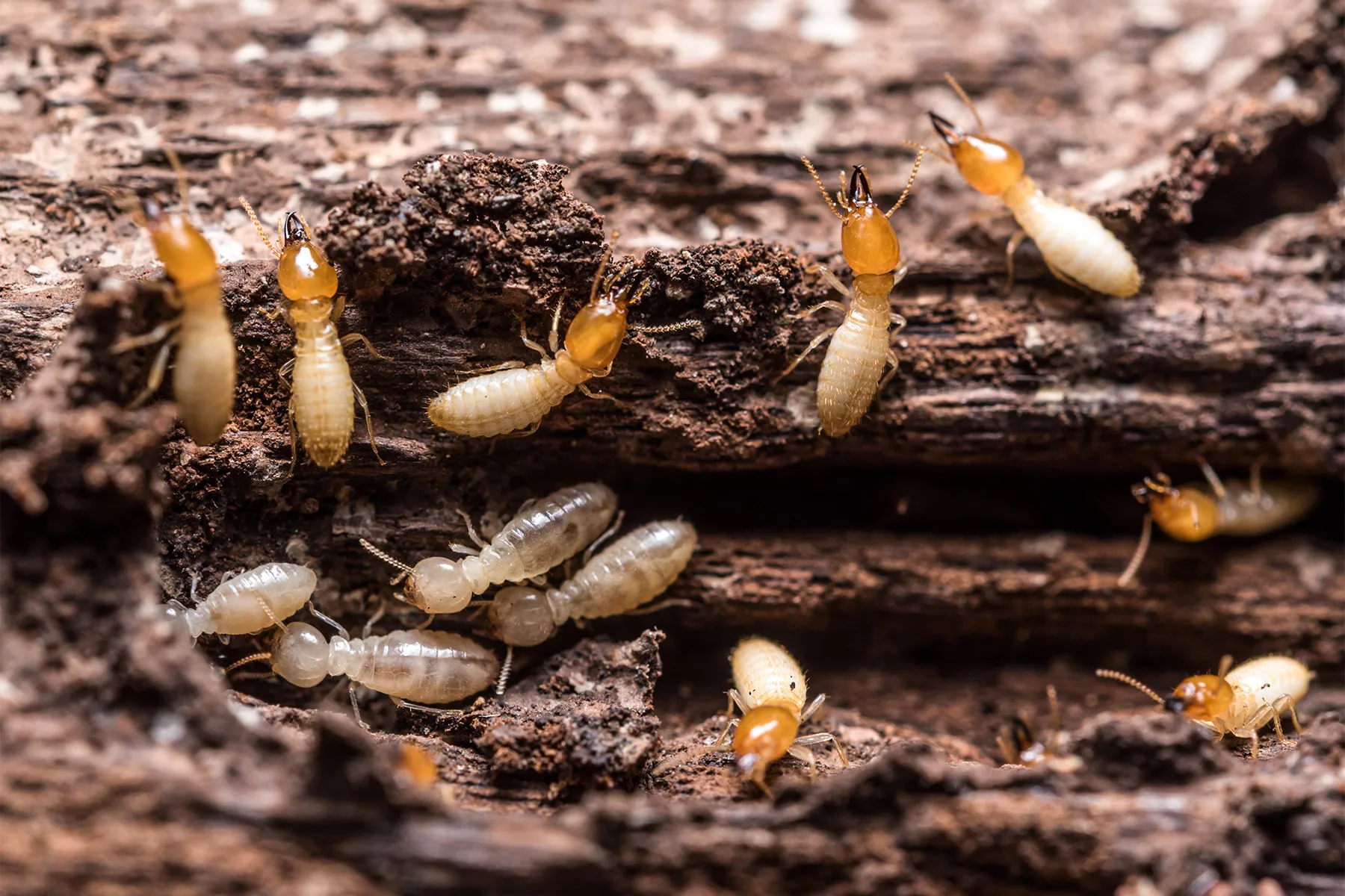 termite workers and soldiers