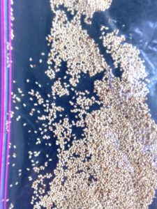 Drywood Termite Frass