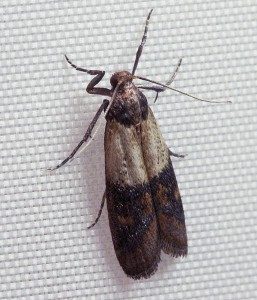 Indianmeal Moth