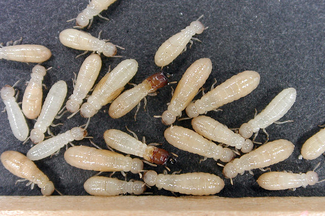 Drywood Termites