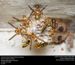 Common Paper Wasp