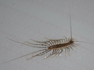 House Centipede