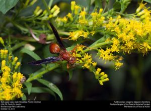 Red Paper Wasp