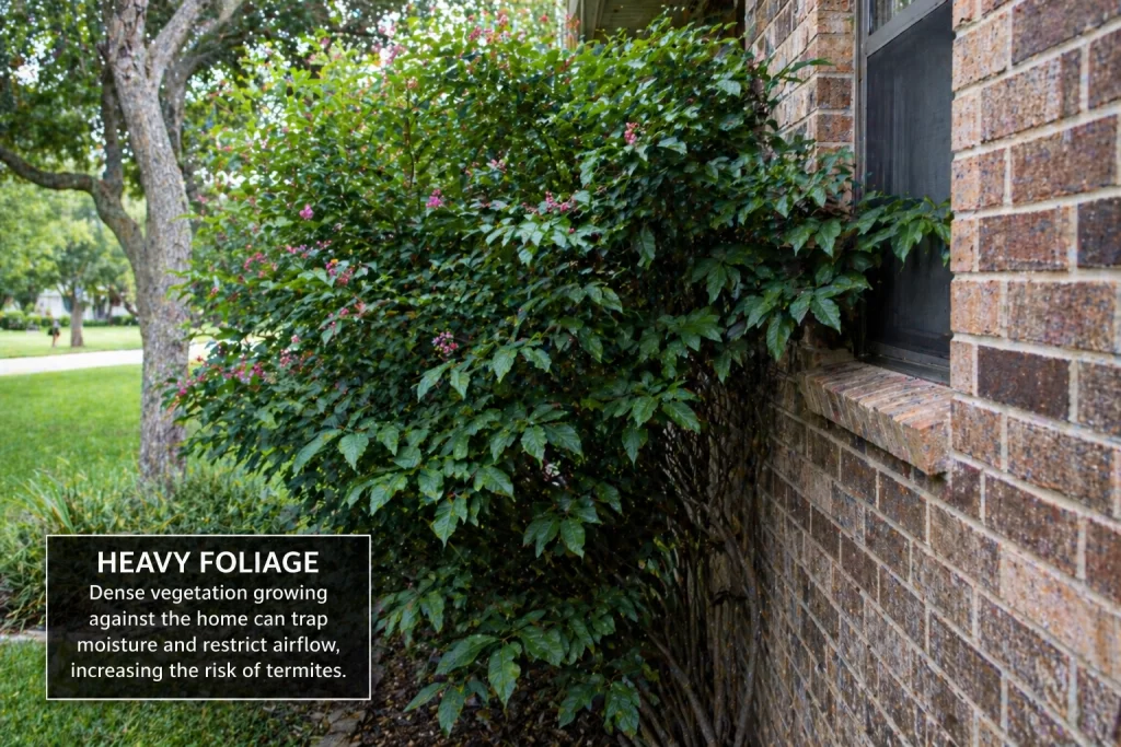 heavy foliage conducive condition