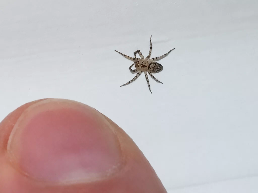 adult house spider in college station