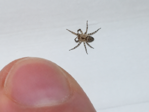 adult house spider in college station