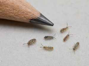 springtails in college station