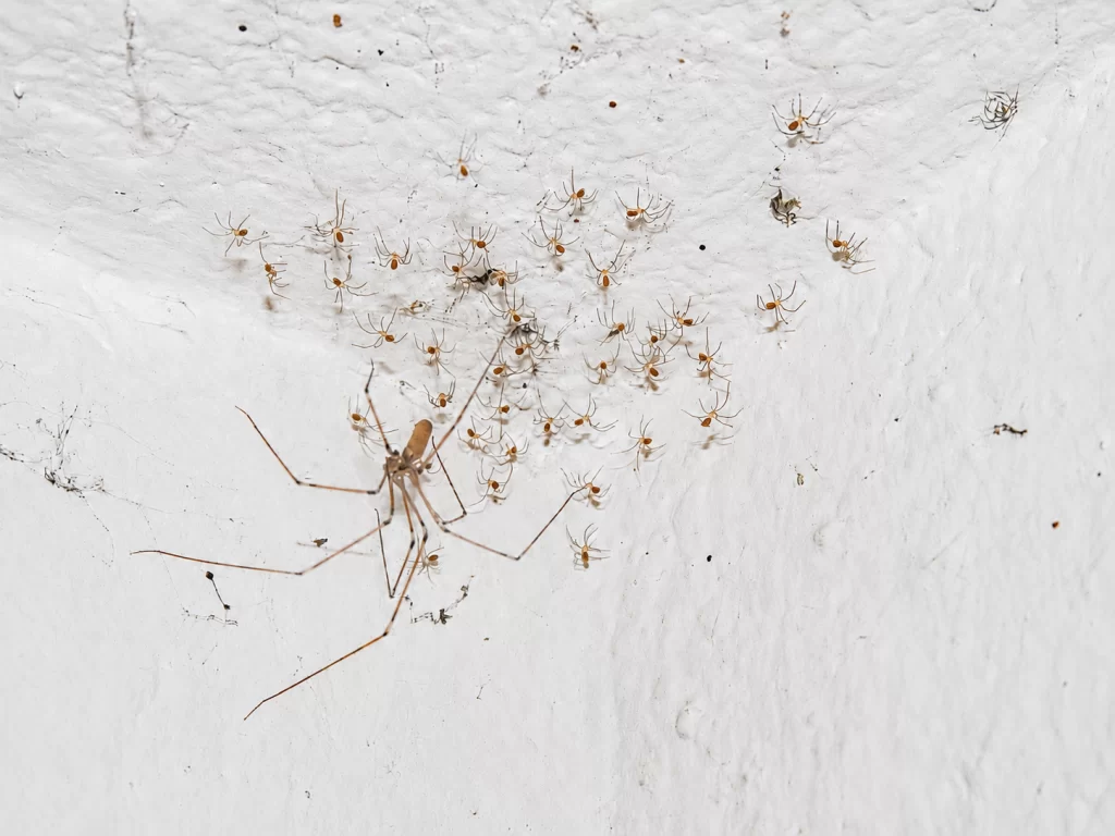 cellar spider with brood