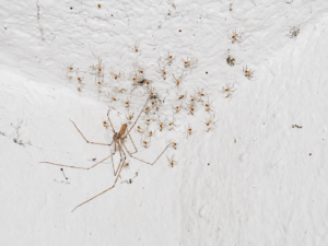 cellar spider with brood