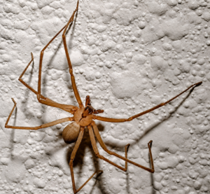 brown recluse spider