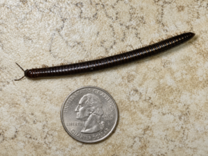 millipede