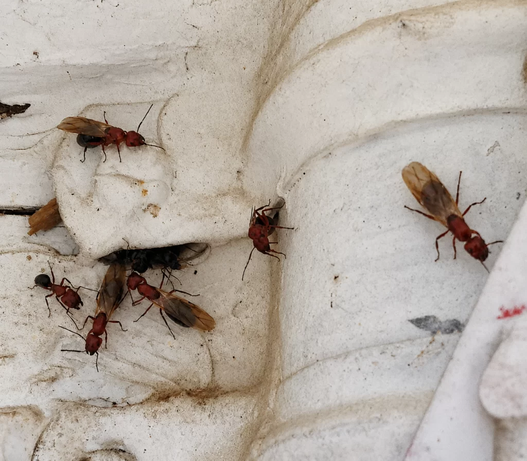 carpenter ant worker and reproductives