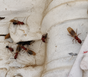 carpenter ant worker and reproductives