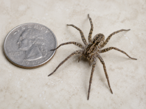 wolf spider