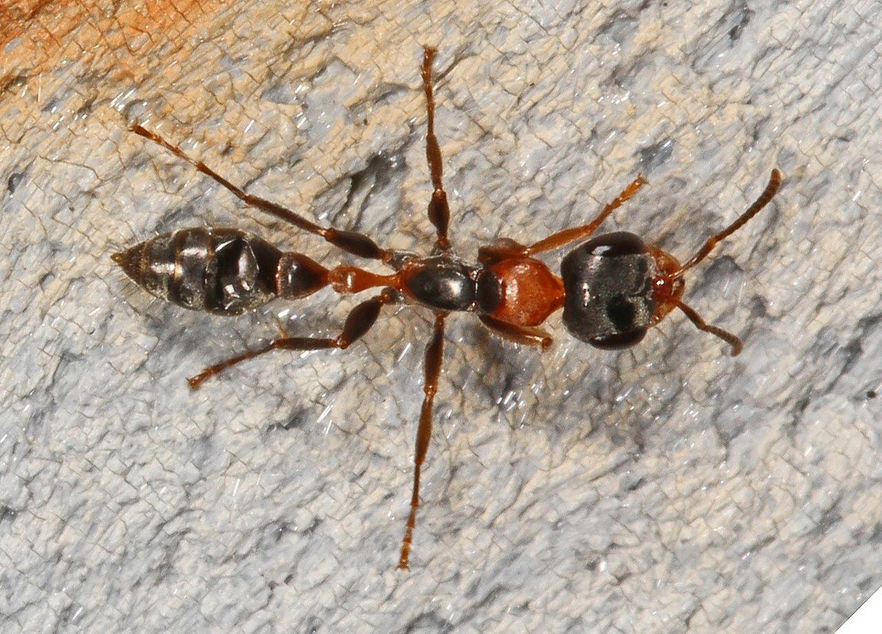 Twig Ants