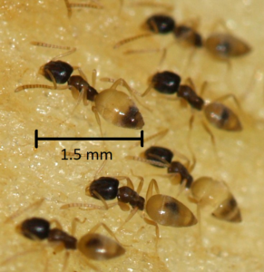 How to get rid of ants