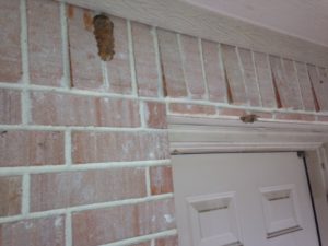 Mud Dauber Nest