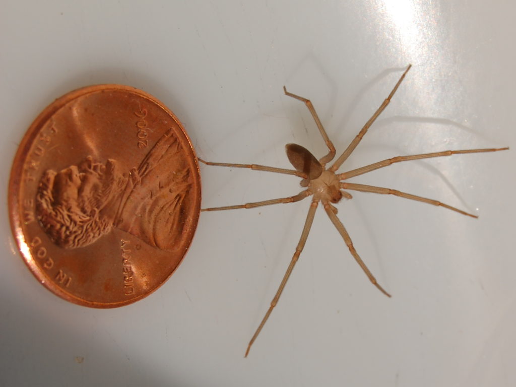 Brown Recluse Spider