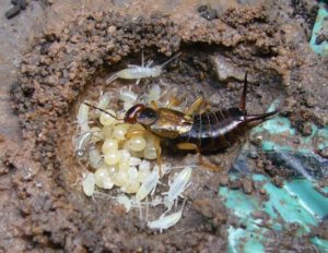Earwig