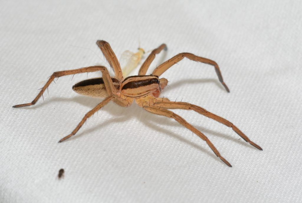 Rabid Wolf Spider