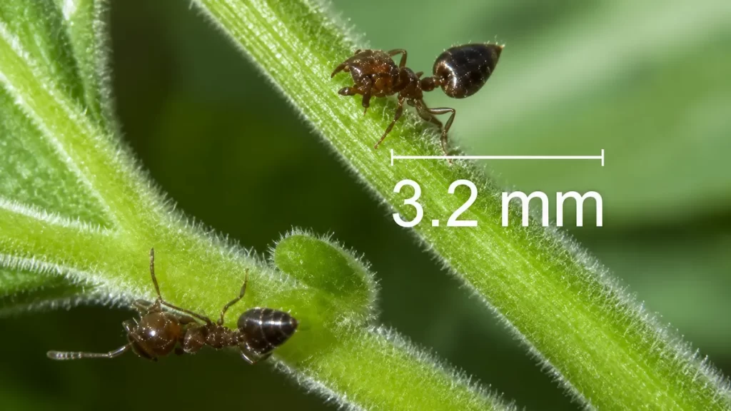 Acrobat ant with its heart-shaped abdomen raised above its body