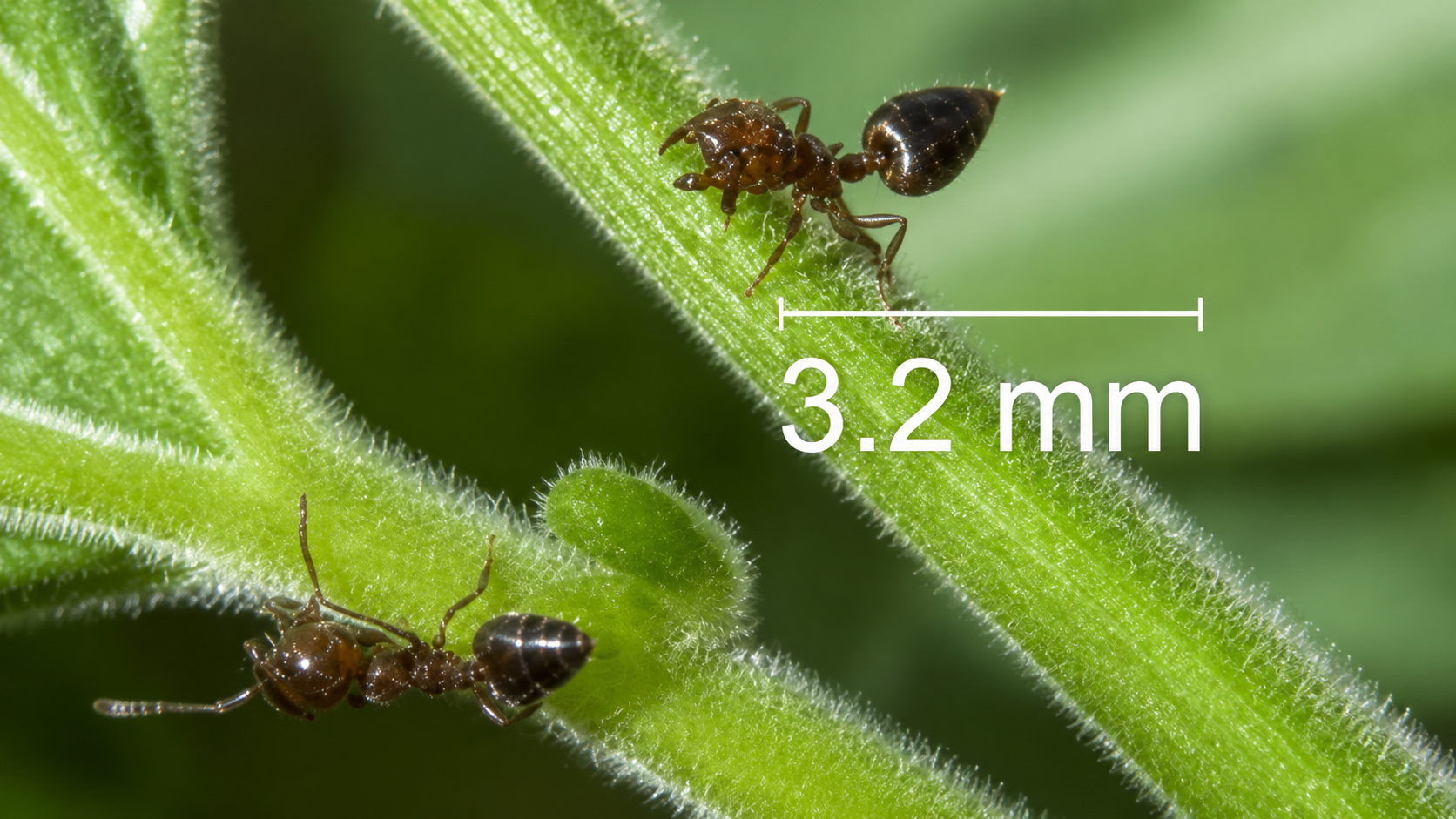 Acrobat Ants
