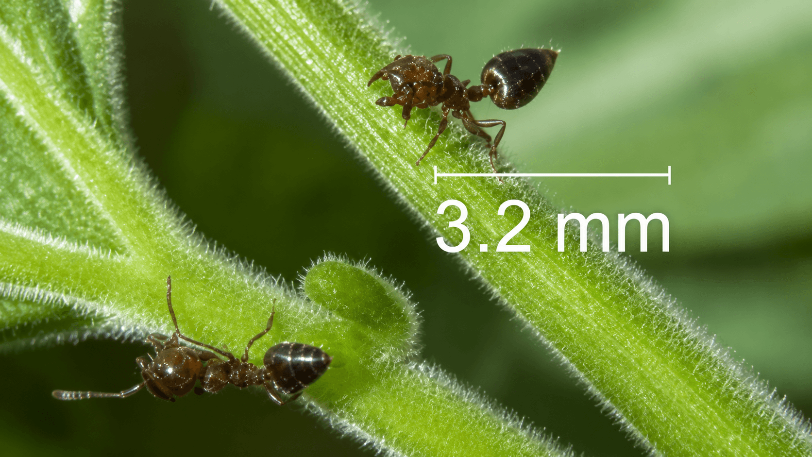 Acrobat Ants