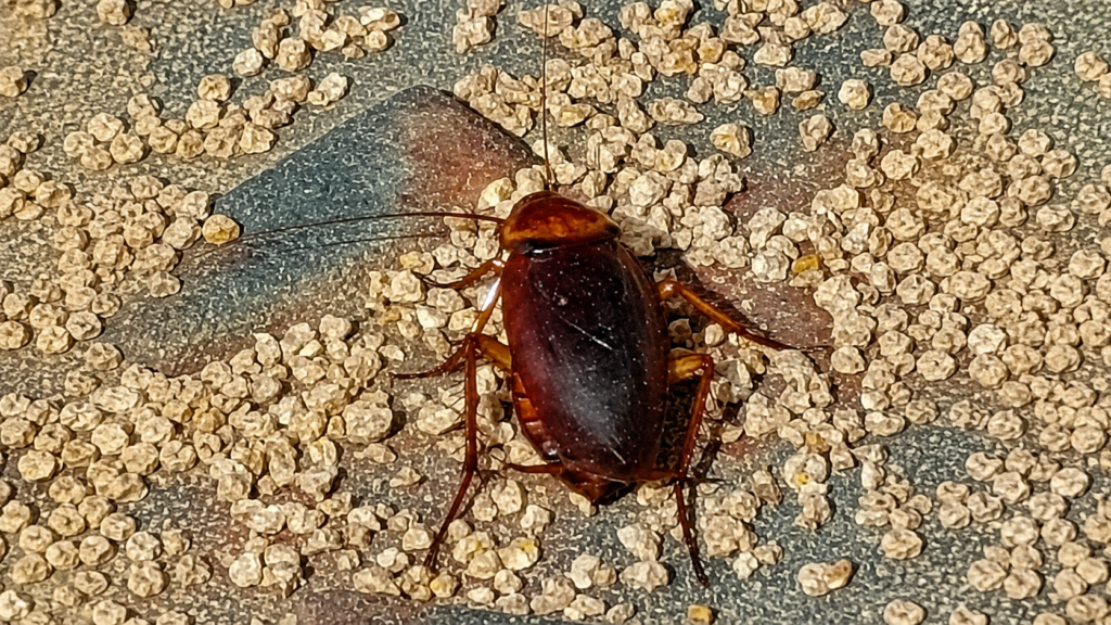 american cockroach