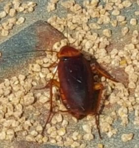 American Cockroach