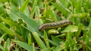 armyworm larva