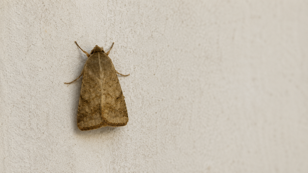 armyworm moth in college station, tx