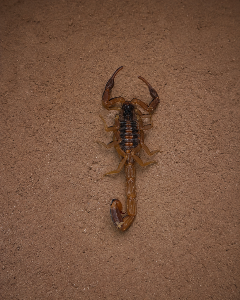 striped bark scorpion