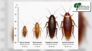 cockroaches compared