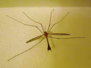 crane fly, mosquito hawk