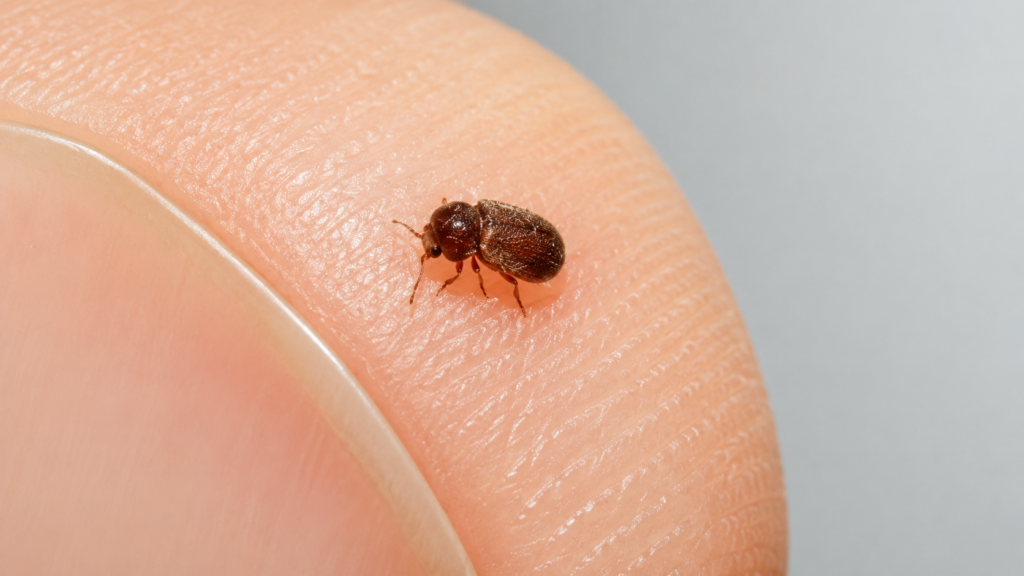drugstore beetle
