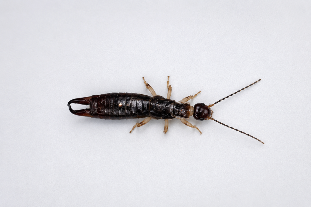 earwig in college station, tx