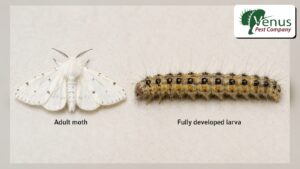Fall webworm adult and larva