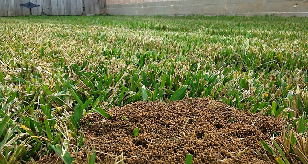 fire ant mound