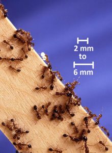 How to get rid of fire ants