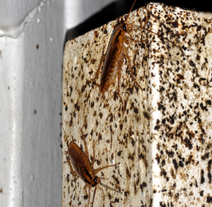 german cockroaches
