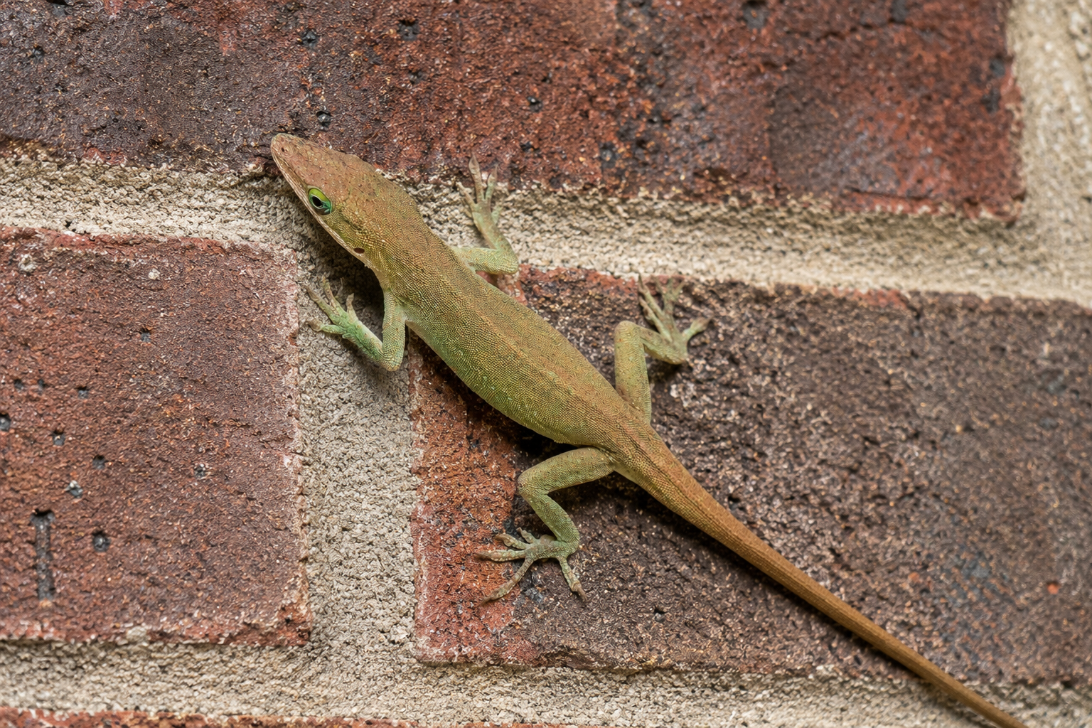 Geckos and Lizards