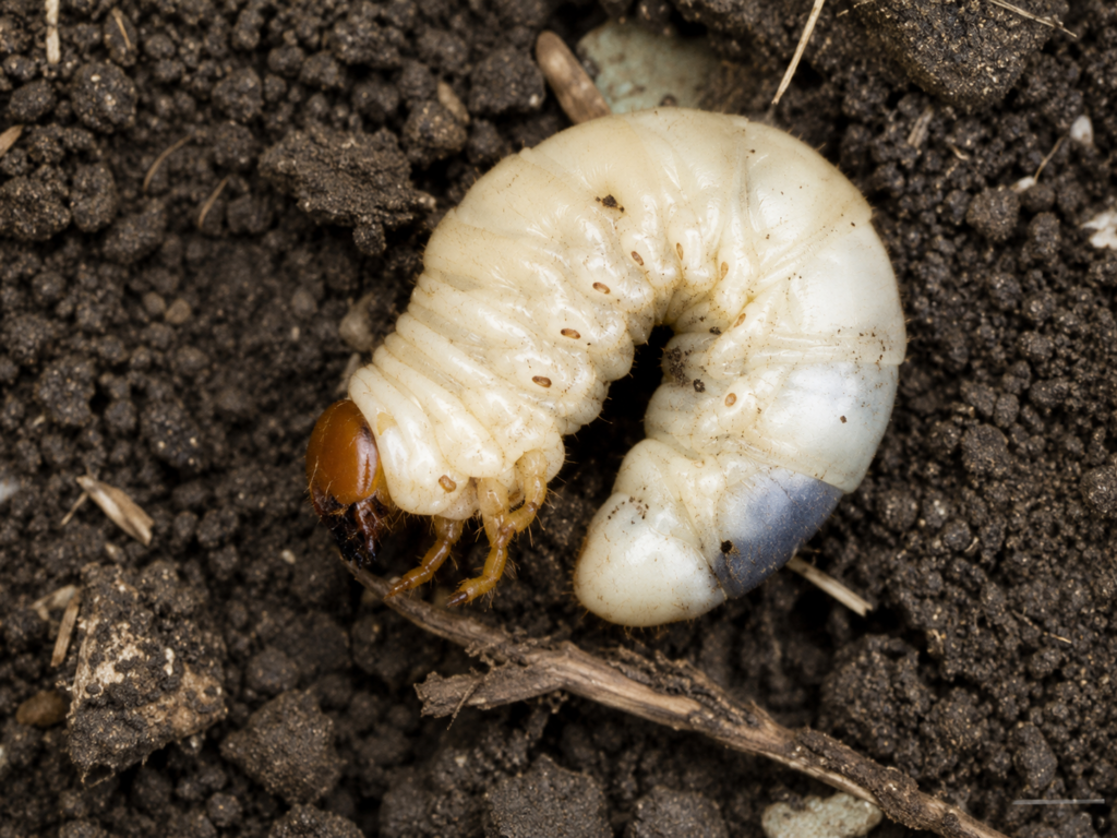 grub