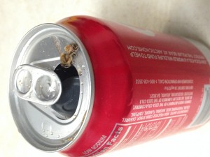 honey bee