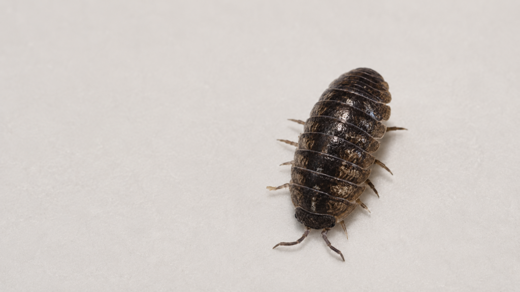 pillbug