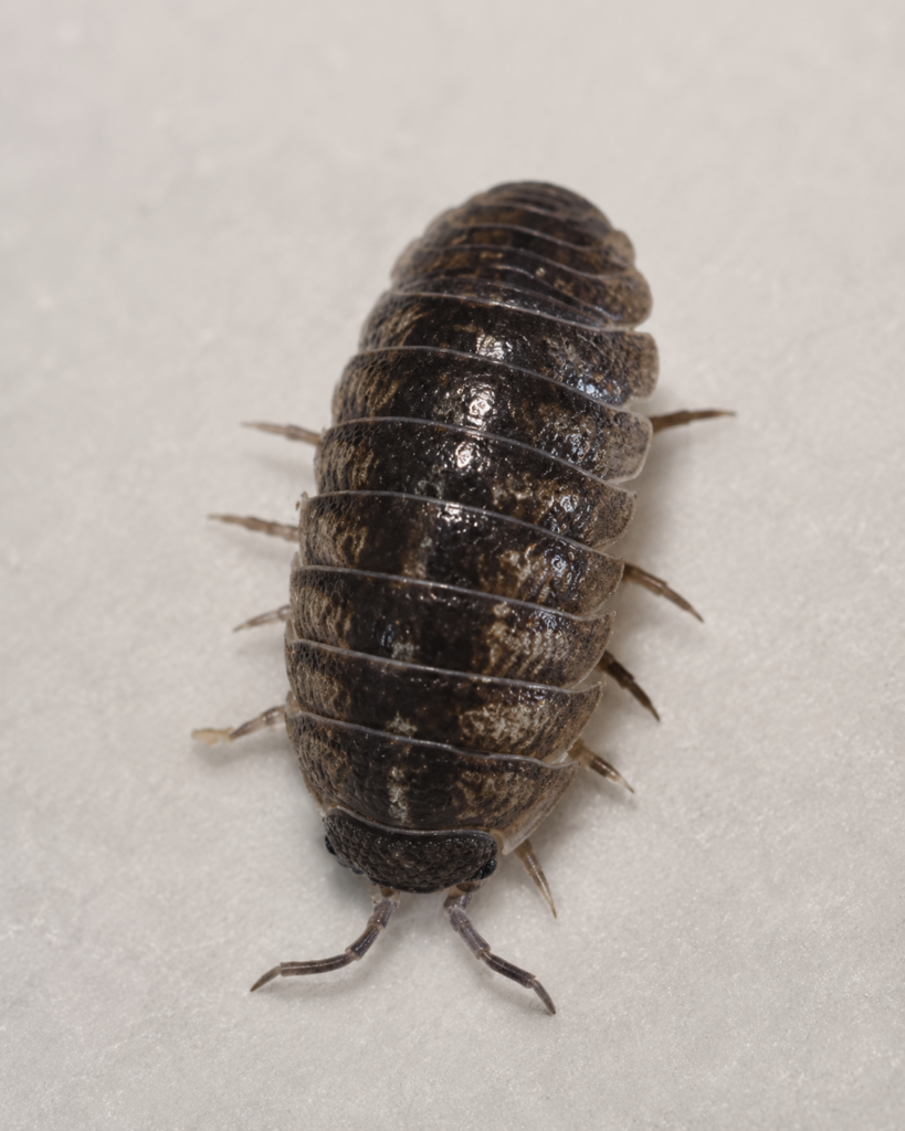 pillbug, roly poly