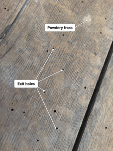 labelled powderpost beetle infestation