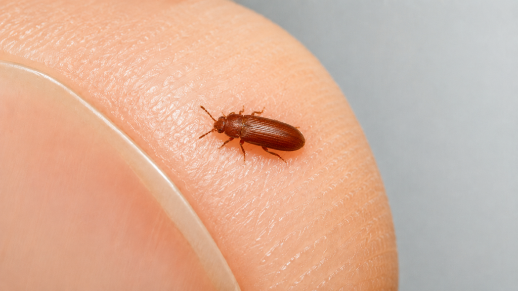 red flour beetle