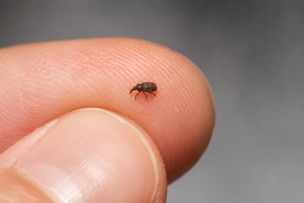 Rice Weevil